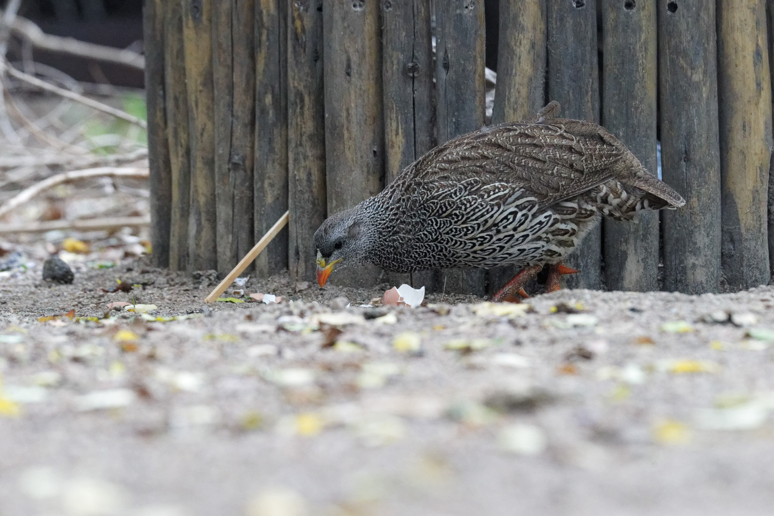 20161113 095140 Natalfrankolin